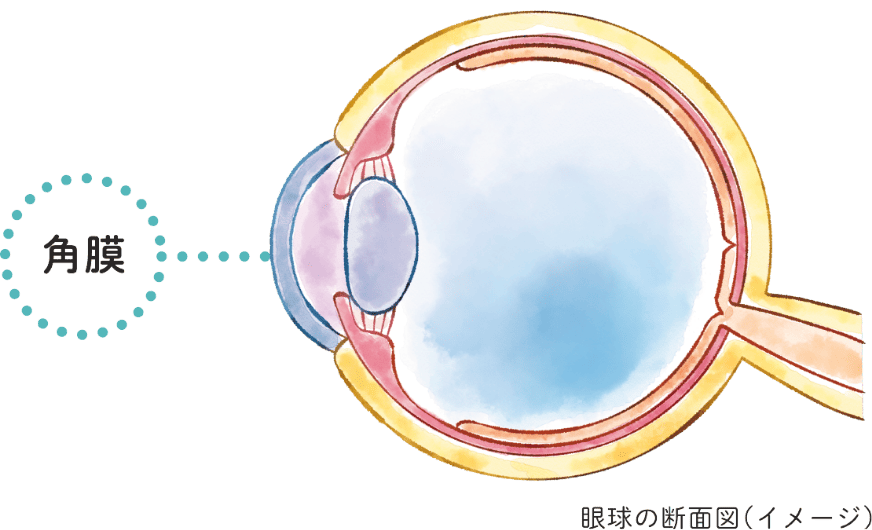 眼球の断面図のイメージイラスト